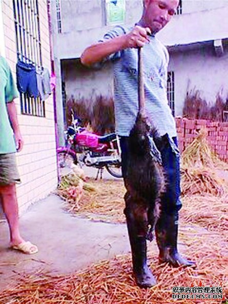 電線電纜防鼠咬涂料