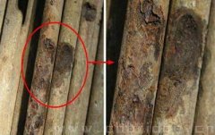 斜拉索橋梁錨具使用充氣型柔性封