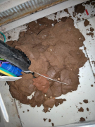 �����ˮ�ܷ��÷����౻����ҧ����ô